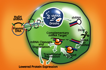100 Off Any siRNA Products